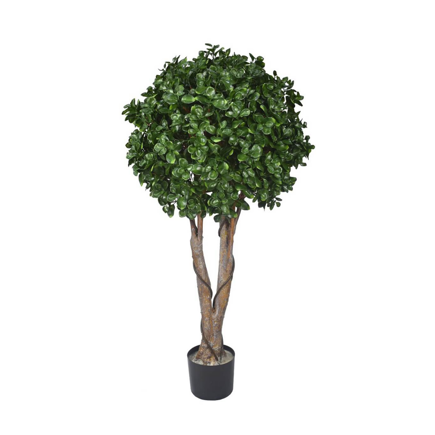 Ficus Ball Tree