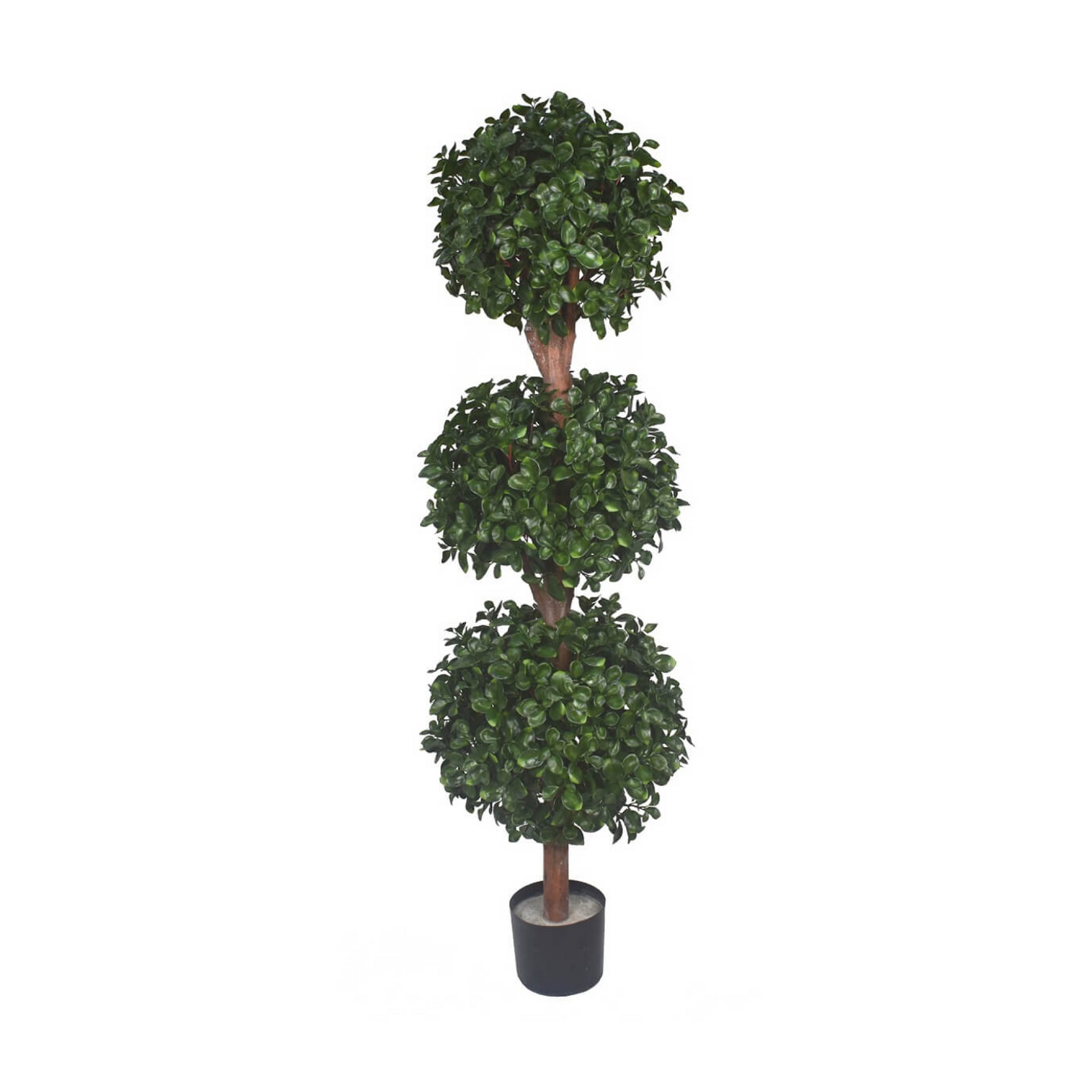 Ficus Ball Tree