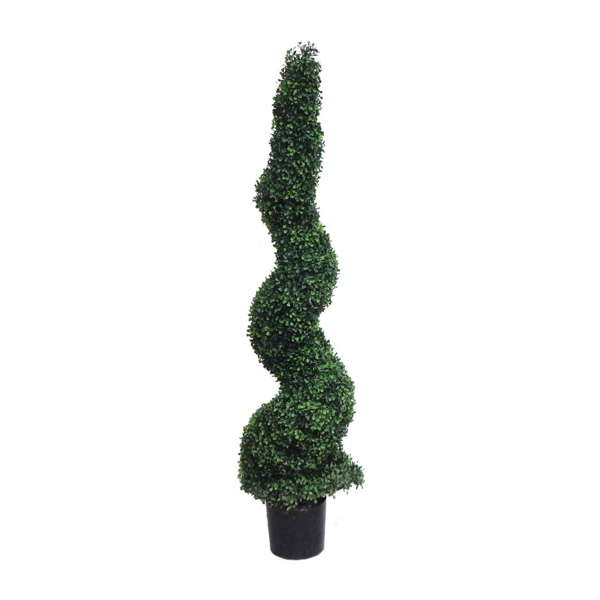 Boxwood Spiral Tree