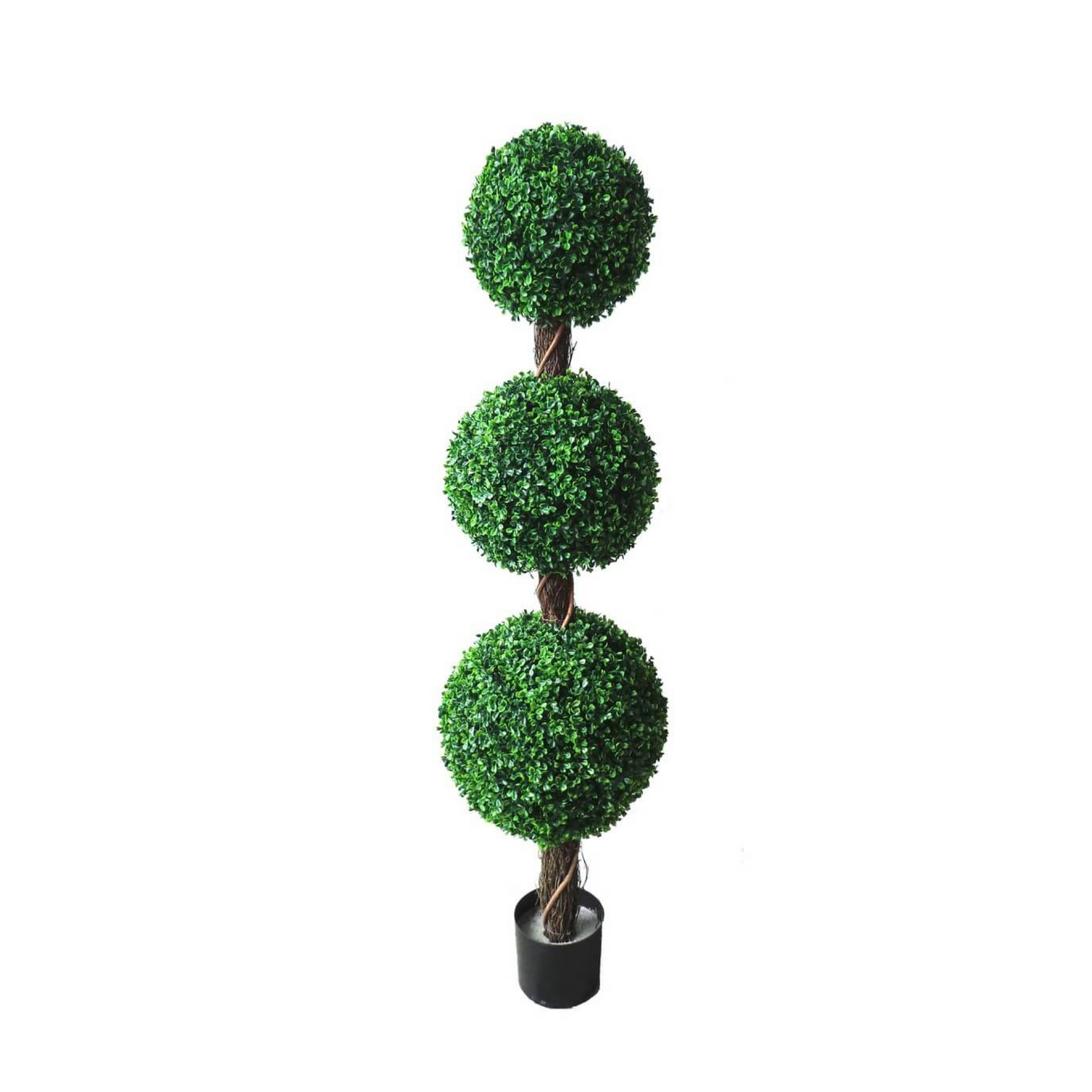 Boxwood Triple Ball Tree