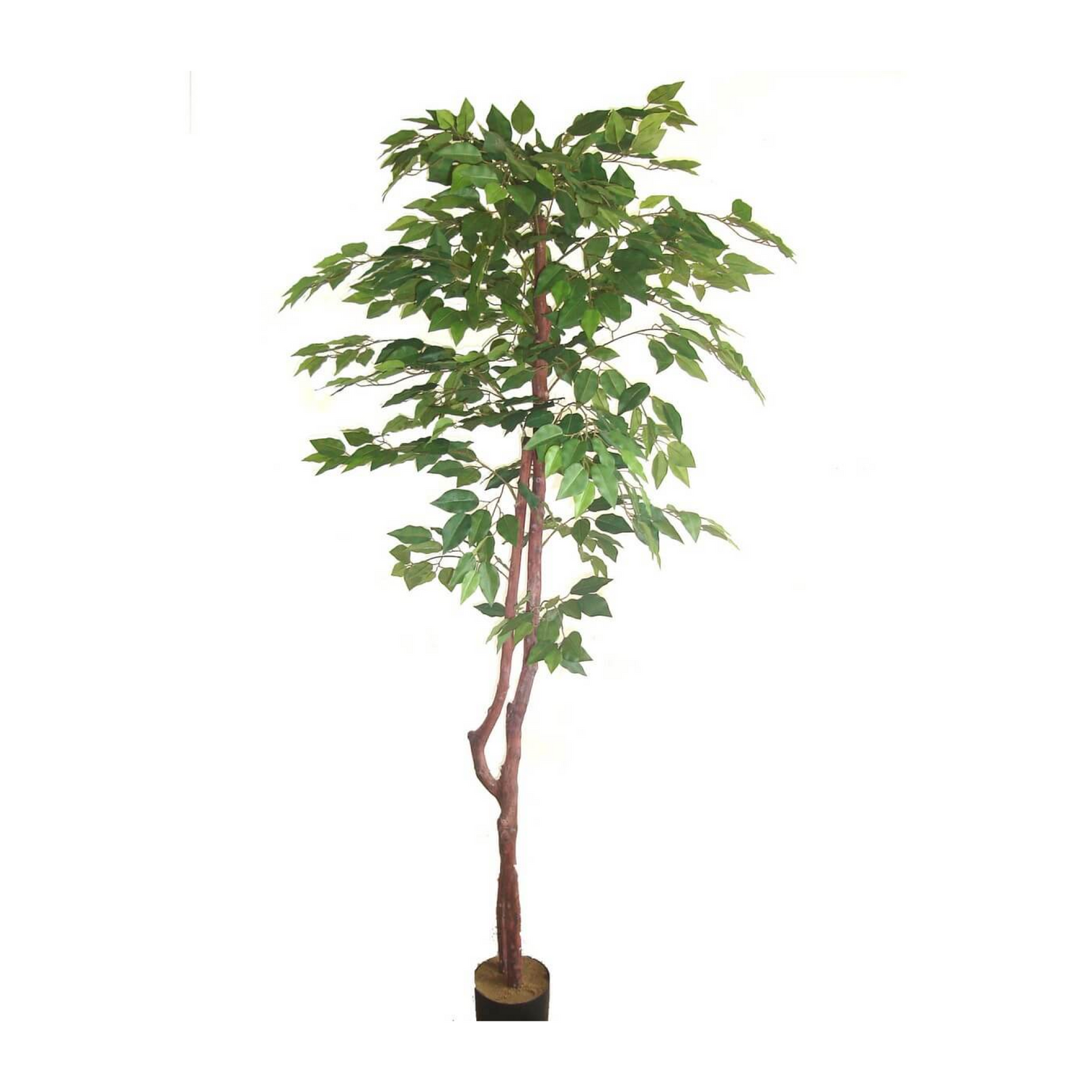 Retusa Ficus Tree